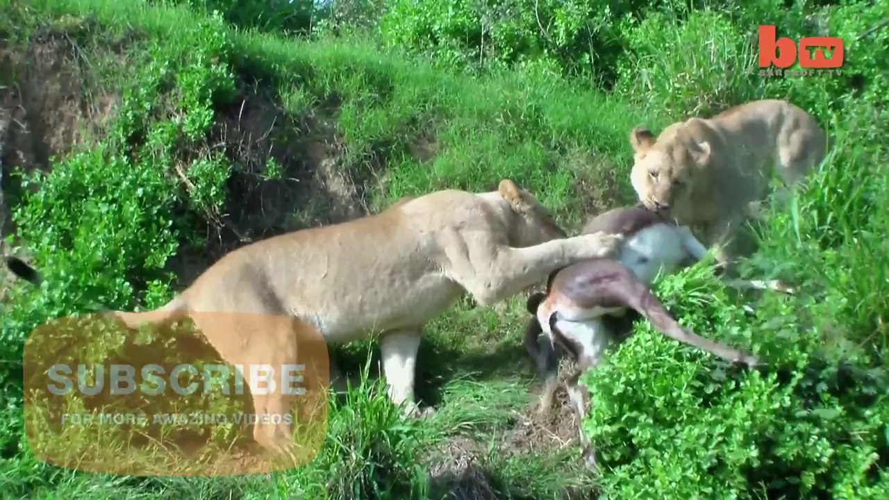 Lion volant : saut impressionnant pour chopper une antilope!