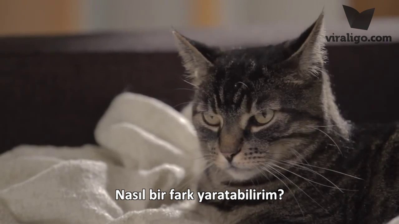 Çevre Dostu Kedi Norman'ın Size Söyleyecekleri Var :)