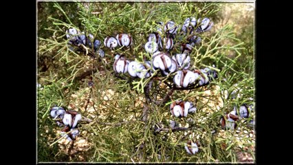 Rando Sidi Daoud Trek 🥾