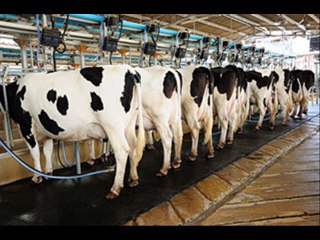 New dairy farm mein janwerun ki transfer Tips D.Ashraf Sahibzada