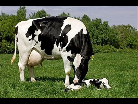 Gaaye chhotay bachay mer jatay hein Nankana Sahib Dr.Ashraf Sahibzada