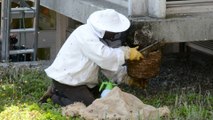 ARRAS - invasion d'abeilles au centre administratif