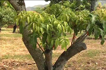 7 de mayo de 2014 Mangos Gualanday web