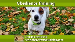 Dog Training Centennial, CO | Dog Ventures
