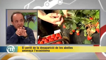 TV3 - Els Matins - El perill de la desaparició de les abelles amenaça l'ecosistema