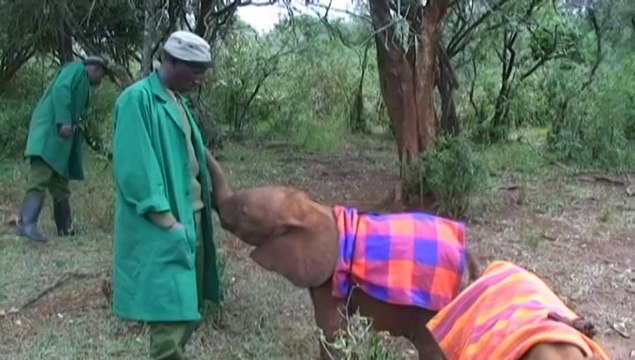 Al rescate de los elefantes en Kenia