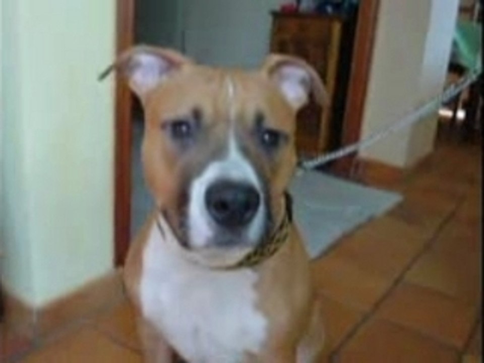 Dedicace à nos amours