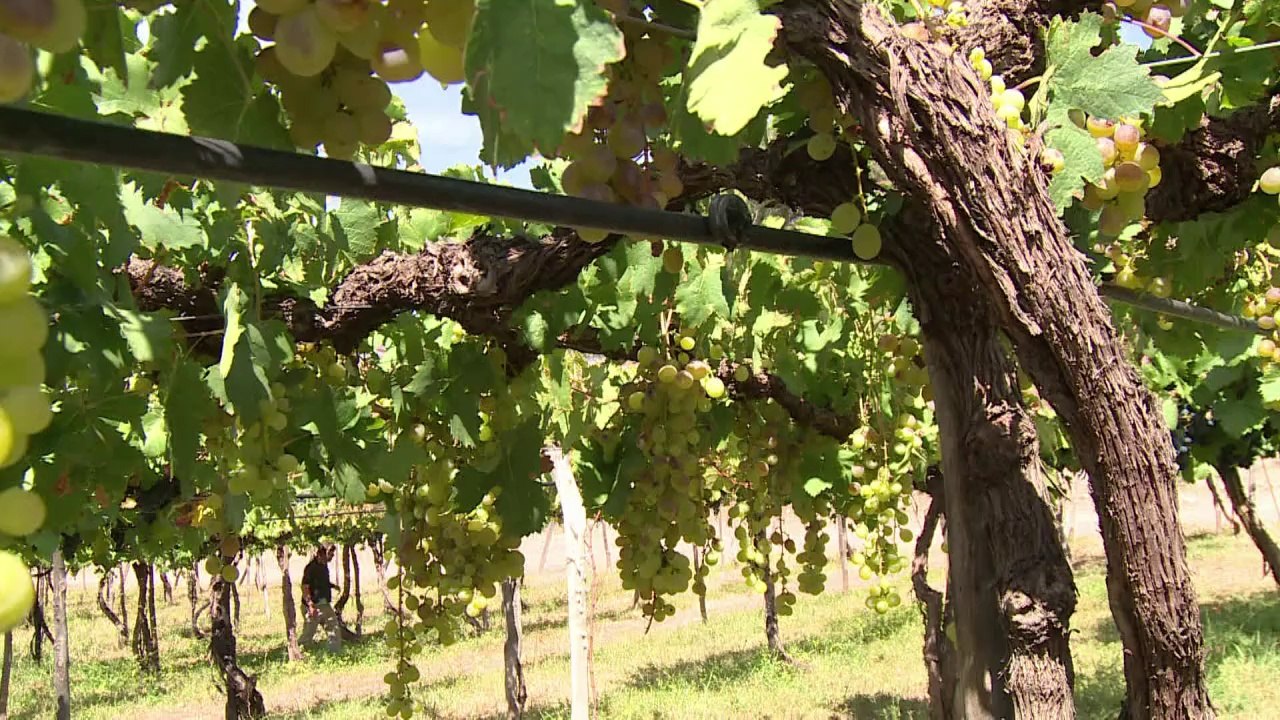 Torrontés - Argentina's white wine