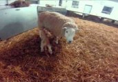 Lamb Tries Out Some Sheep Surfing