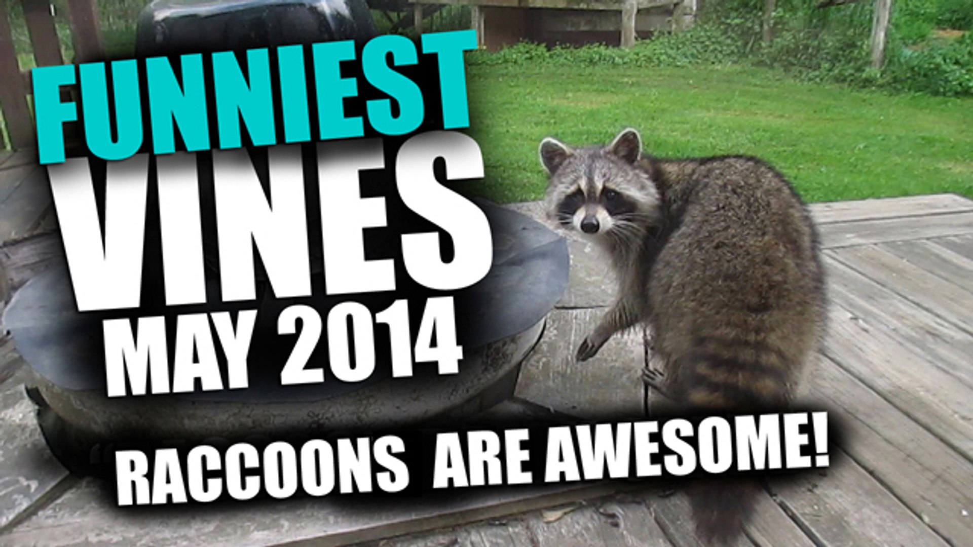 Funniest Vines 2014 - Raccoon On My Porch