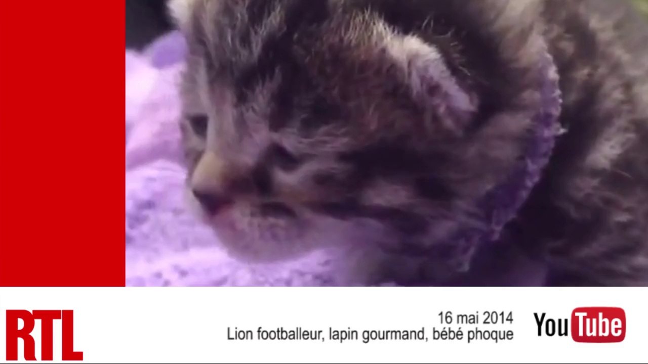 VIDÉO - Lion footballeur, lapin gourmand et bébé phoque : les animaux mignons de la semaine