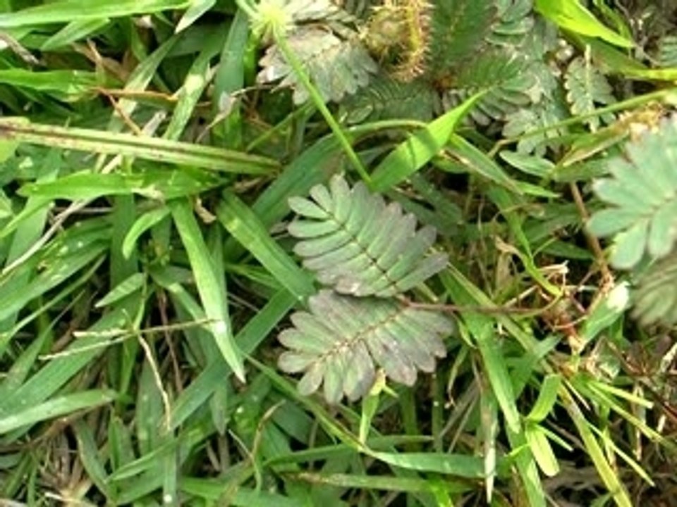 Plante chatouilleuse