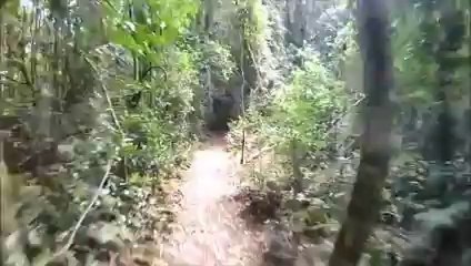 Rain Forest Gospel MU