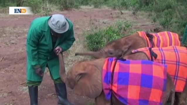 Al rescate de los elefantes en Kenia