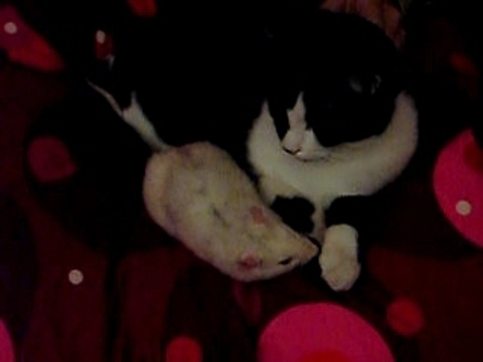 Fosfo le rat et Bimbo le chat