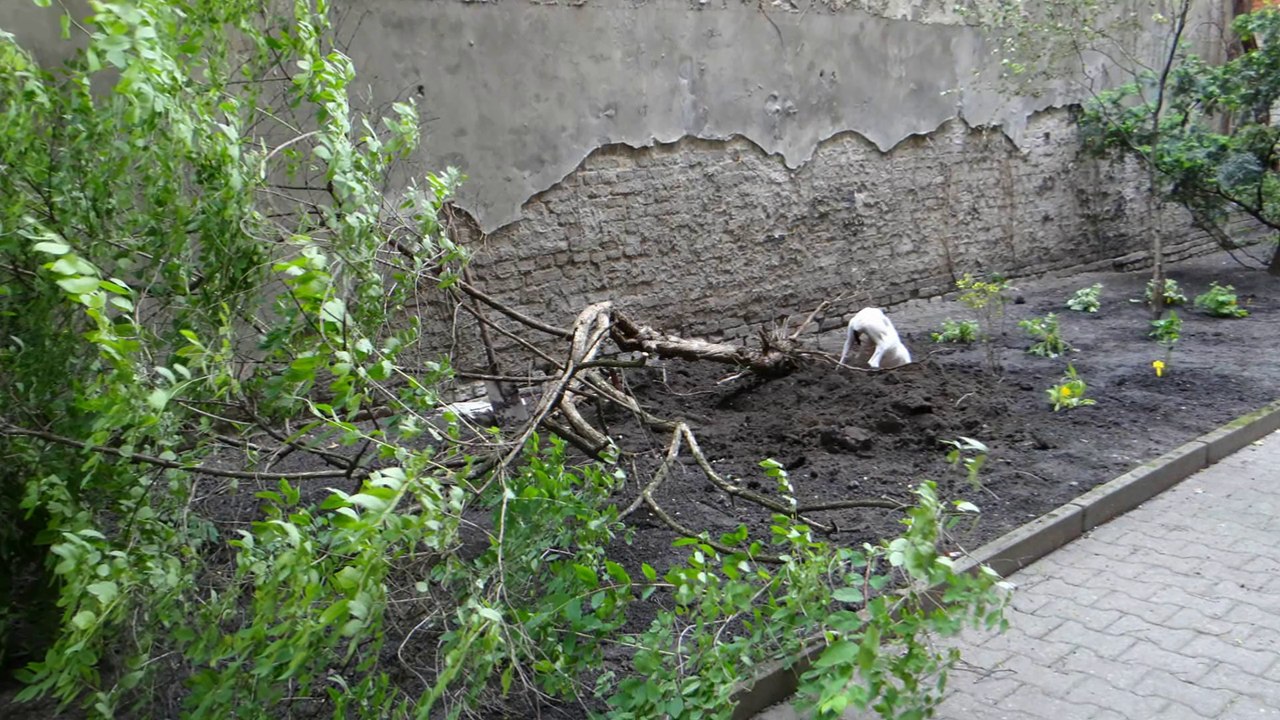 hör mal wer hier buddelt