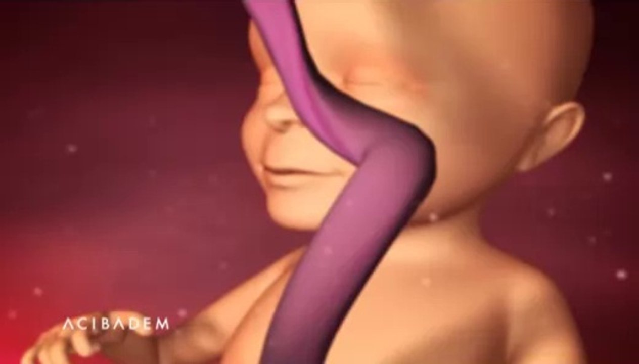 3 Boyutlu Animasyonla Gebeliğin 21-27 Haftalık Dönemi
