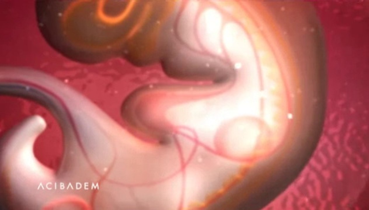3 Boyutlu Animasyonla Gebeliğin 1-9 Haftalık Dönemi