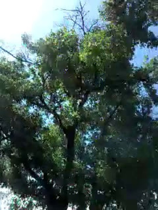 Ağaça sara arı oğulu