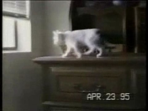 Gag (nos amis les chats)