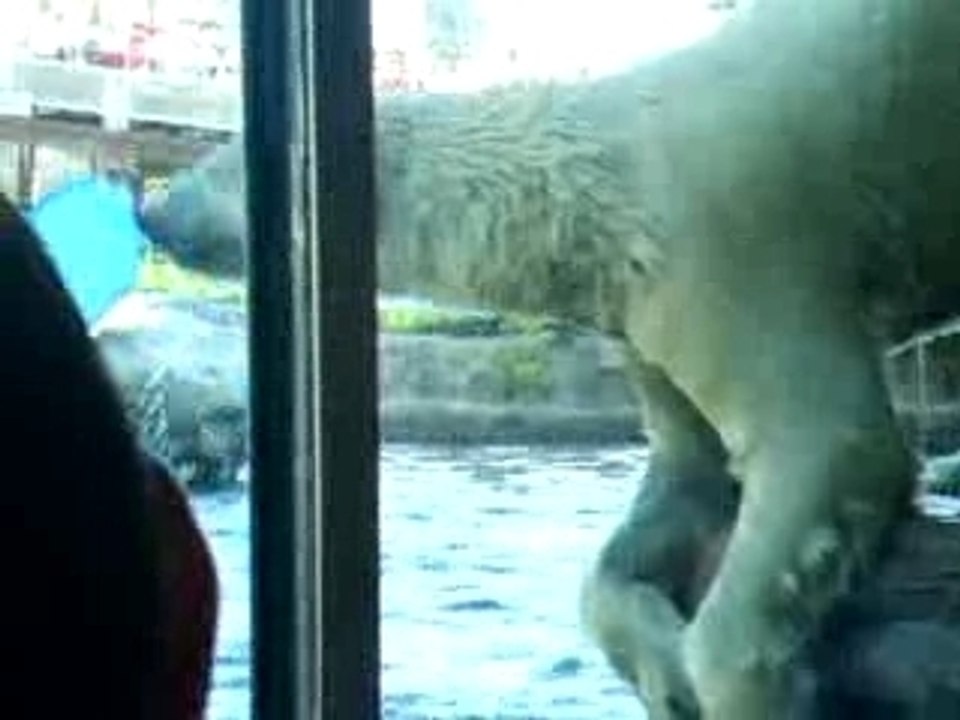 Polar Bears playin at the zoo