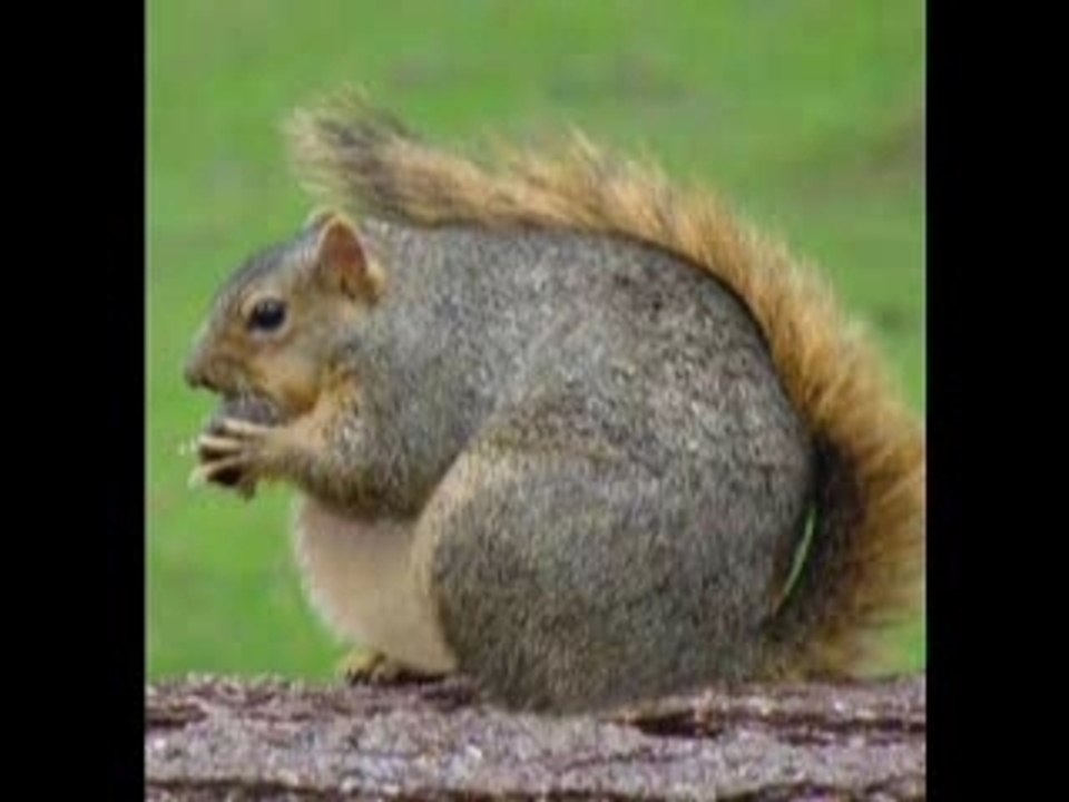Les Animaux Gros