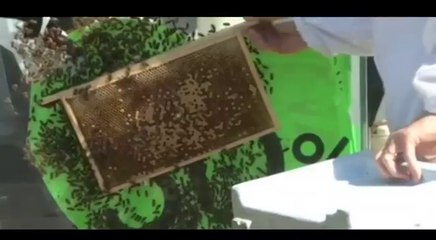 Des milliers d'abeilles envahissent la façade d'une boutique