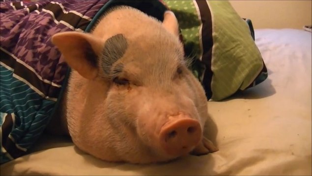 Sleeping pig addict to cookies! So cute...