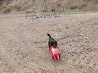 Un chien adore son seau percé : belle histoire d'amour!