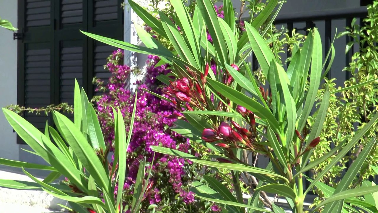 Le printemps en Haute-Corse. Richard Galliano accordéon