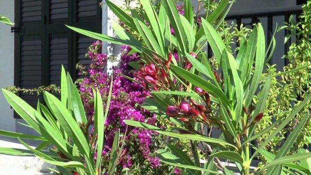 Le printemps en Haute-Corse. Richard Galliano accordéon