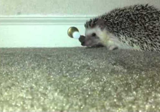 Hedgehog Is Fascinated by Doorstop
