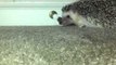 Hedgehog Is Bewitched by Doorstop