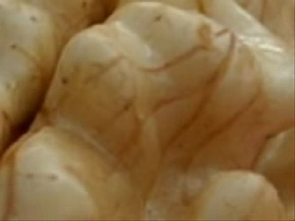 cerveau 3d femme