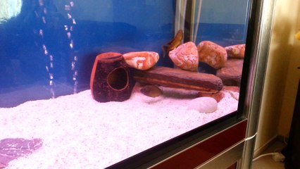 Tropeheus ilangi kurlaşma