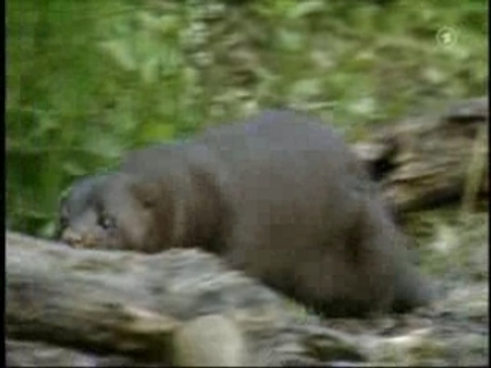 Leiden fuer den Luxus - Pelzzucht in DE