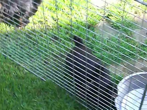 HAPPY GIRL, FRICFRAC et leurs bébés âgés de 8 semaines