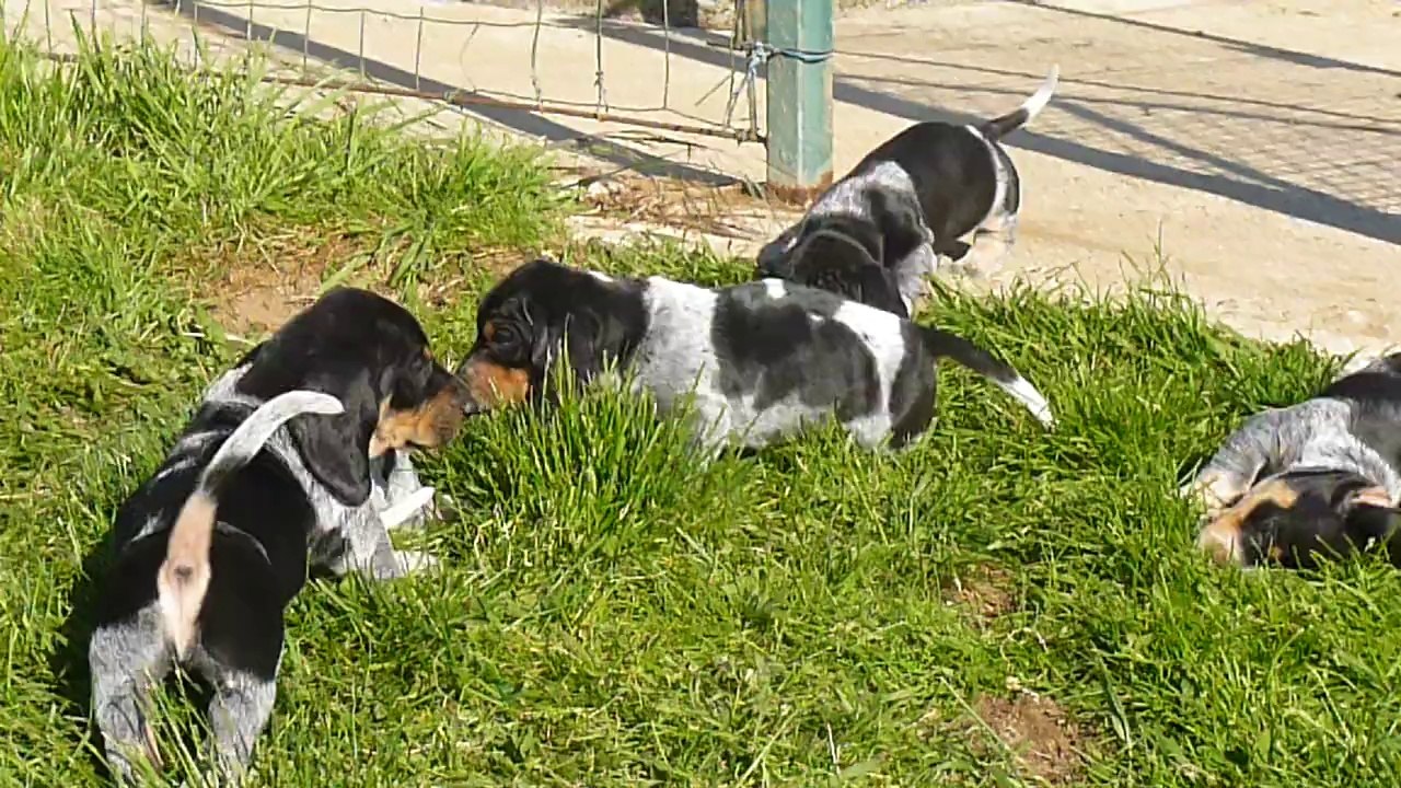 chiots bassets bleu de gascogne
