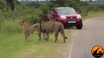 Lion Shows Tourists Why You Must Stay Inside Your Car - Latest Wildlife Sightings