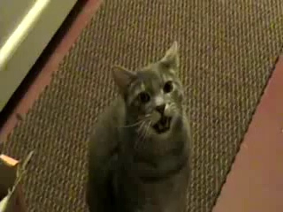 Hey Cat Hey