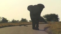Kruger Park, South Africa (2011)