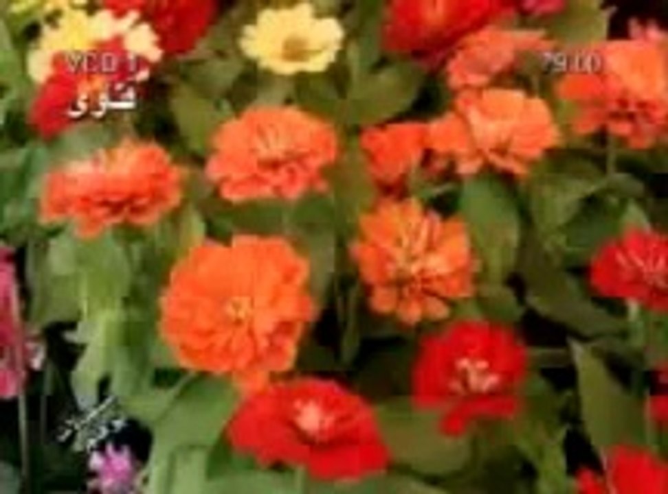 فتاوى الشيخ فريد الآنصاري - الجزء 5