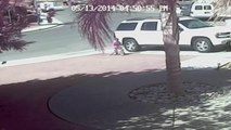 Amazing - Cat saves child from dog