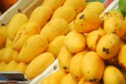 Dunya News - Farmers facing problems due to not availablity of mango processing unit in multan