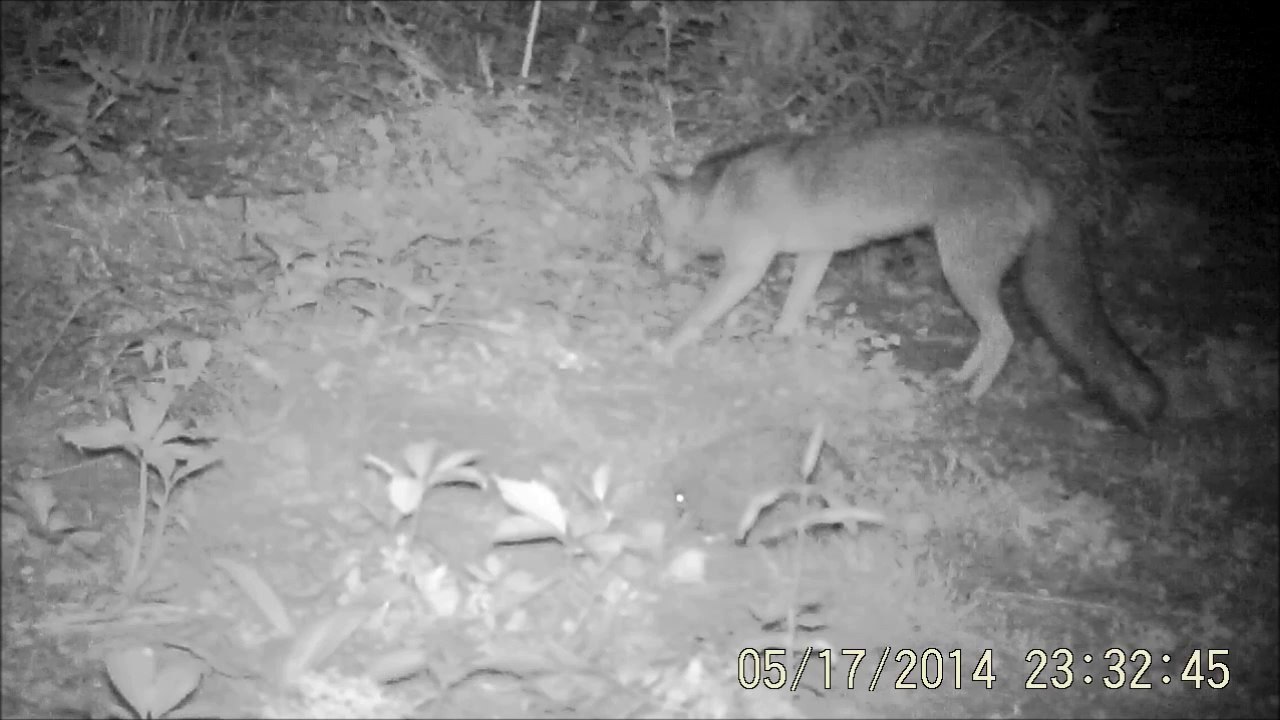 Renard à Rouen, qui ignore un hérisson mais attaque une fouine, 17/05/2014