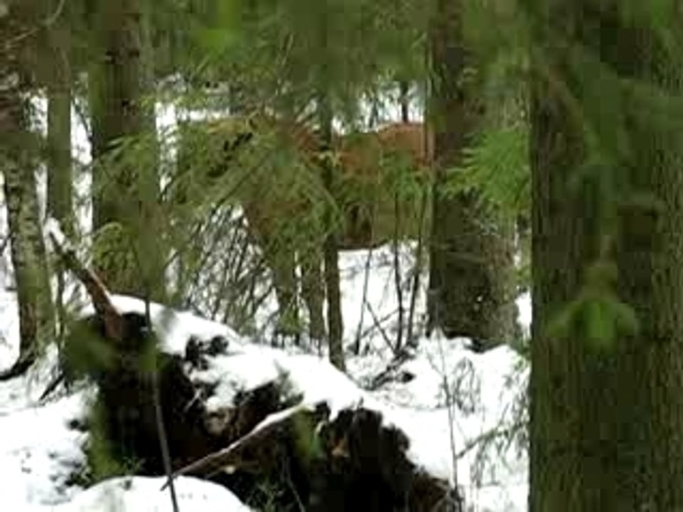 A horse in the forest, Ville