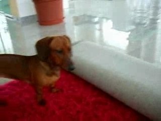 Bambi teckel déroule le tapis
