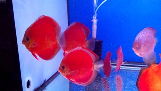 Red Collection Discus