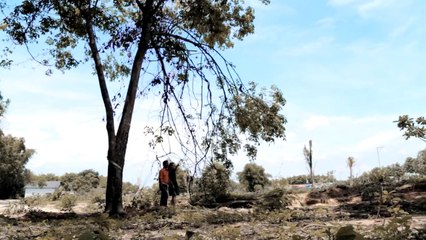 Chiều Hạ Vàng - Công Bằng