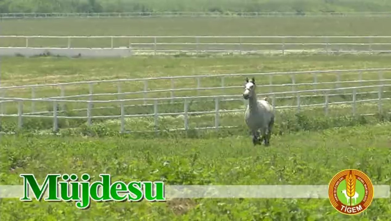 MÜJDESU